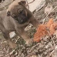 توله‌سگ‌پژدر