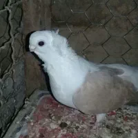 کبوتر موفکا