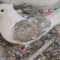 11تا کبوتر هواگرفته یجایی فروشی