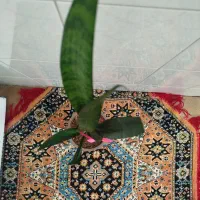 گل شمشیری|گل و گیاه طبیعی|اردبیل, |دیوار