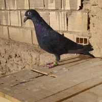 زاغ|پرنده|شاهرود, |دیوار