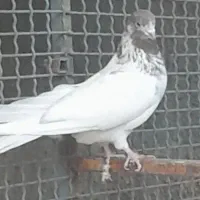 تعدادی کبوتر پرشی|پرنده|قم, باغ اشرافی|دیوار