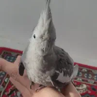 عروس هلندی|پرنده|زنجان, |دیوار