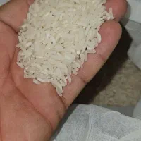 فروش عمده برنج عنبر بو سونامسوری زیر قیمت بازار