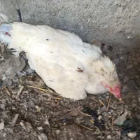 ماده کرچ بدون تخم|حیوانات مزرعه|میناب, |دیوار