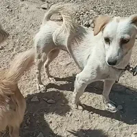 سگ پا کوتاه