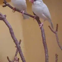 فنچ کرم لایت|پرنده|شیراز, ده پیاله|دیوار