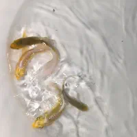 فروش ماهی کوی|ماهی|مشهد, انقلاب|دیوار