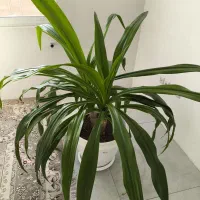 گل اشک ملکه|گل و گیاه طبیعی|اصفهان, رهنان|دیوار