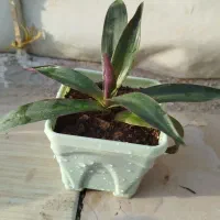 کاکتوس|زیورآلات و اکسسوری|سرپل ذهاب, |دیوار