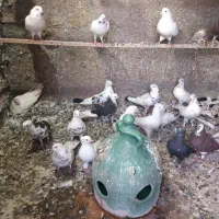 فروش ۳۰ عدد کبوتر