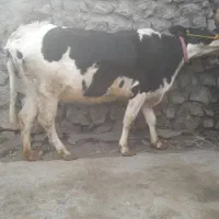 گاو هلشتاین ابستن