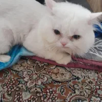 واگذاری گربه پرشین رایگان نیست