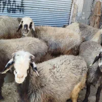 گوسفند داشتی