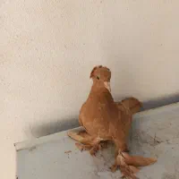 کبوتر راعبی اصل کربلا.