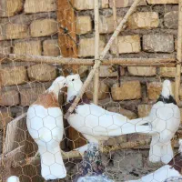فروش کبوتر|پرنده|یزد, |دیوار