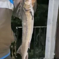 علاقه مندان به ماهیگیری درسد دریا رودخانه مرداب|فعالیت داوطلبانه|ساری, |دیوار