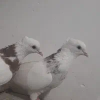 کبوتر طوقی هفت رنک