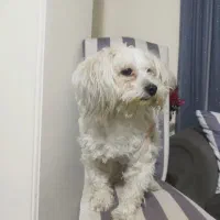 شیتزو تربیت شده