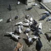 فروش کبوتر|پرنده|وحیدیه, |دیوار