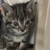 بچه گربه