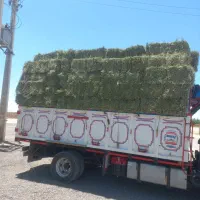 یونجه خوزستان