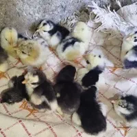 تخم مرغ. گلین