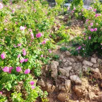 نهال گل محمدی باکیفیت