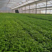 تولید انواع نشا فزا باز