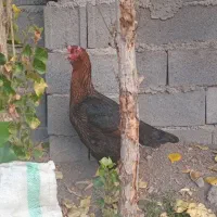 مرغ لاری ۶دنگ فول|حیوانات مزرعه|خاوران, |دیوار