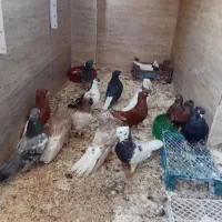 نزدیک ۲۰ تان با دوتا جوجه کبوتر رنگی ب فروش میرسن