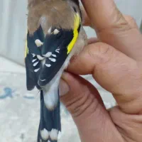 سهره نر بخوان