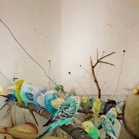 مرغ عشق فنج کوتوله عروس هلندی