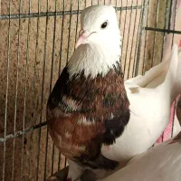 کبوتر عتیقه