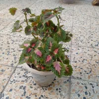 گل طبیعی|گل و گیاه طبیعی|اصفهان, اندوان|دیوار