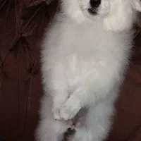 سگ میکس پامرخرسی و شیتزو