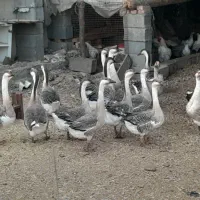 قوغاز ومرغ و خروس