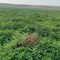 پارس-اباد-روبری-باغات-میوه-کشت-و-صنعت