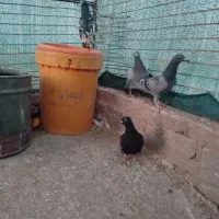 تعدادی کبوتر|پرنده|خوسف, |دیوار