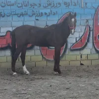 اسب|اسب و تجهیزات اسب‌سواری|باقرشهر, |دیوار
