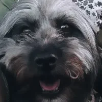 سگ شیتزو اصیل