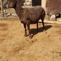 میش