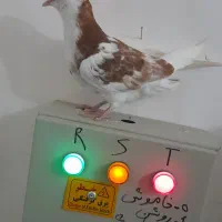 طوقی|پرنده|اردبیل, |دیوار