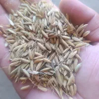 چلتوک علی کاظمی درجه یک