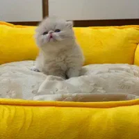 گربه پرشین اگزوتیک