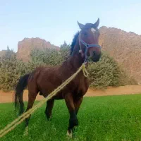 اسب نریان پرخون آینده دار