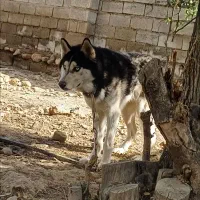 هاسکی|سگ|بهبهان, |دیوار