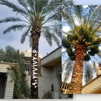 بریدن نخل قطع درخت درآوردن ریش سمپاشی هرس نخل