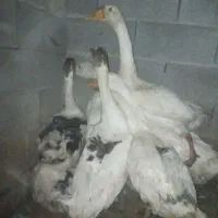 بزرگ ترین غاز هارو از ما بگیرین
