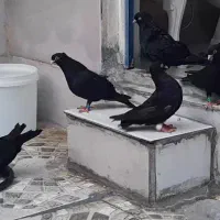 زاغ آبادانی|پرنده|کارون, |دیوار